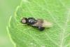 Pachygaster atra
